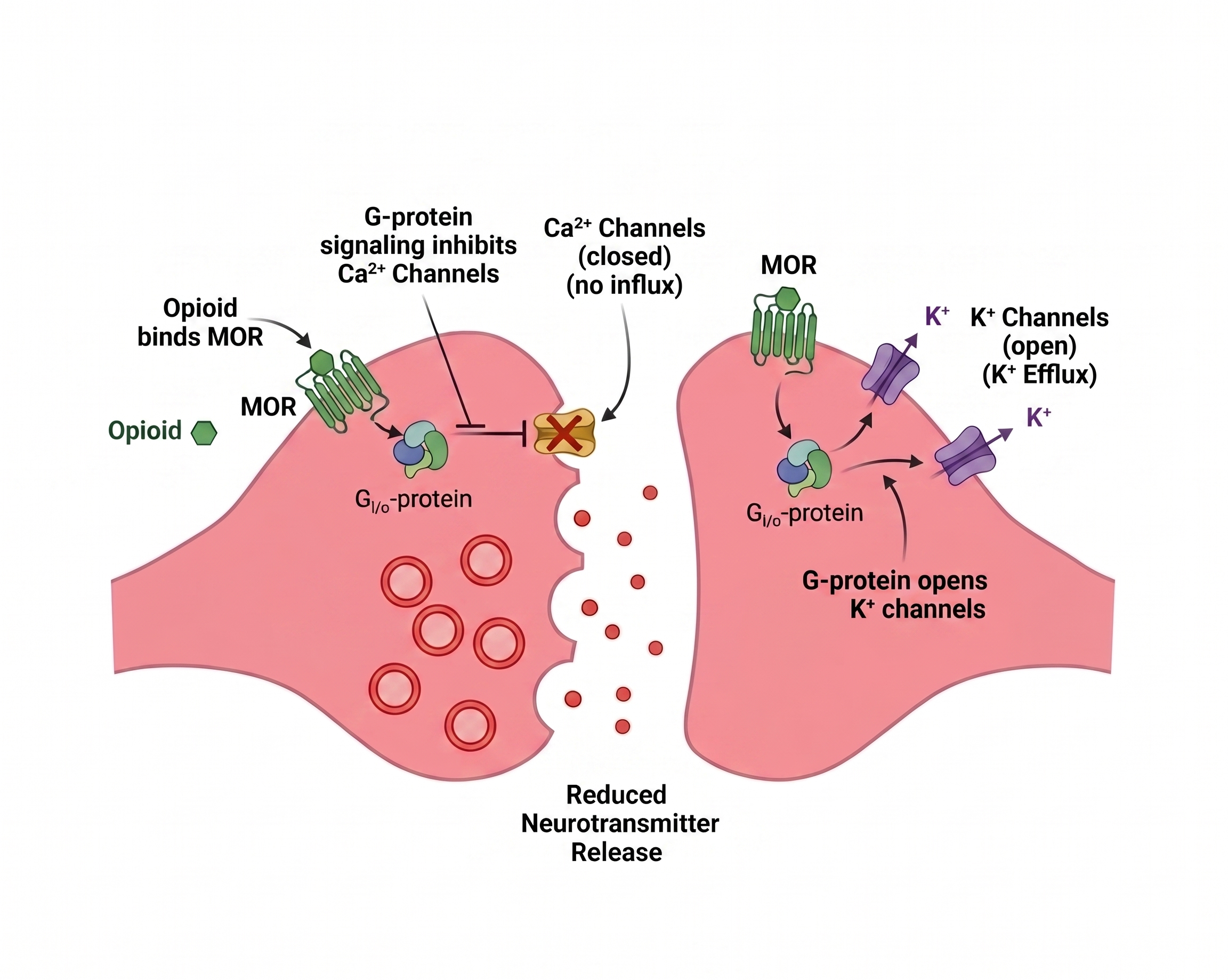 Opioids at the synapse